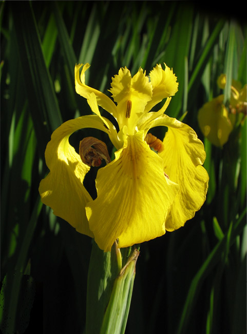 image of iris